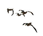 Mallards